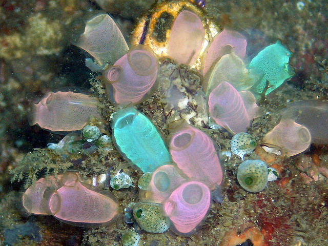Ascidian (Rhopalaea Crassa) (4 cm)